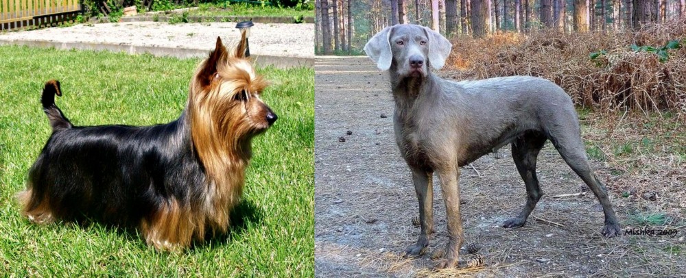 Slovensky Hrubosrsty Stavac vs Australian Silky Terrier - Breed Comparison