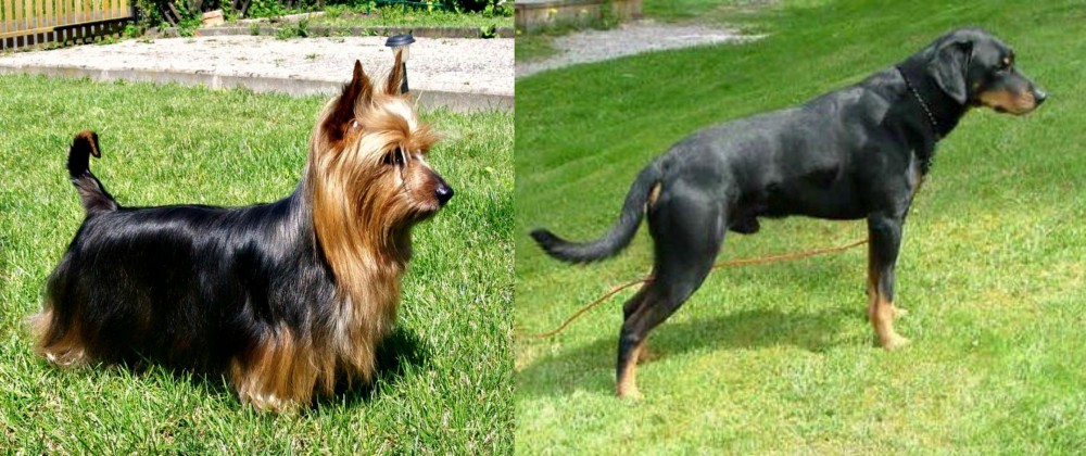 Smalandsstovare vs Australian Silky Terrier - Breed Comparison