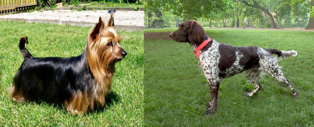 Small Munsterlander vs Australian Silky Terrier - Breed Comparison