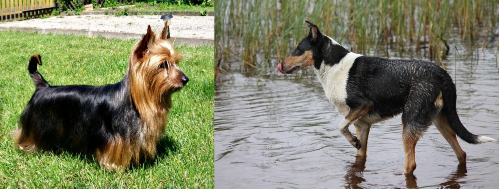 Smooth Collie vs Australian Silky Terrier - Breed Comparison