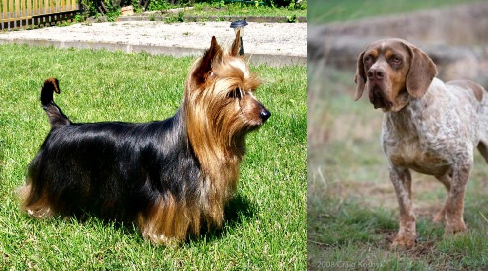 Spanish Pointer vs Australian Silky Terrier - Breed Comparison