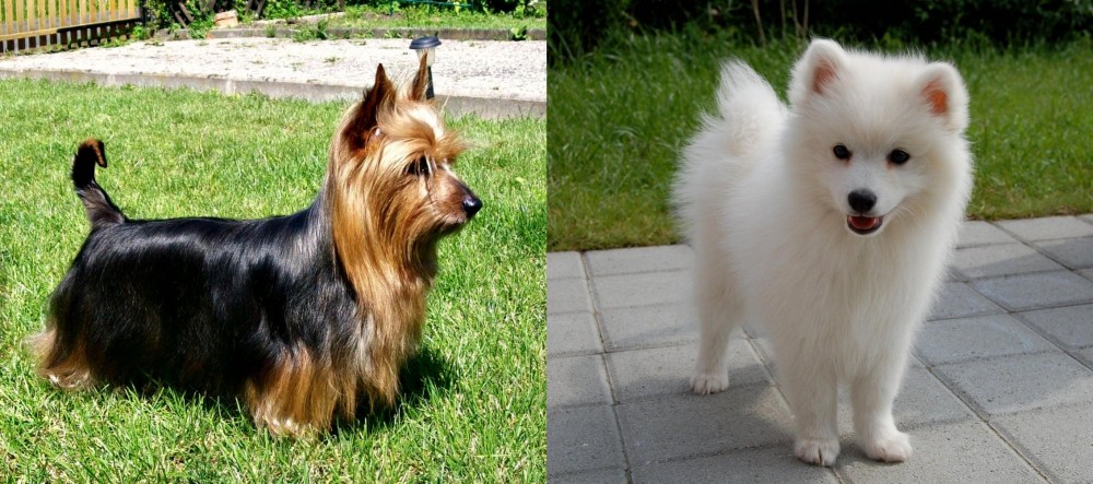 Spitz vs Australian Silky Terrier - Breed Comparison