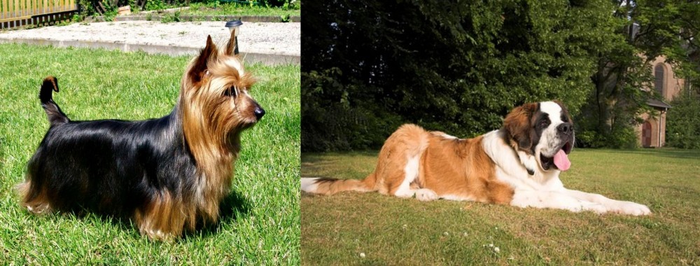 St. Bernard vs Australian Silky Terrier - Breed Comparison