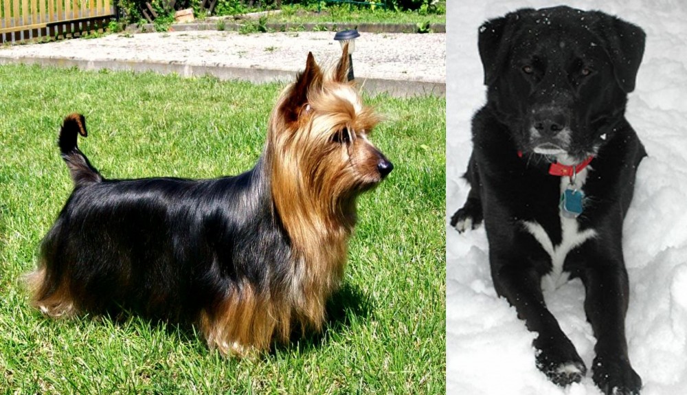 St. John's Water Dog vs Australian Silky Terrier - Breed Comparison