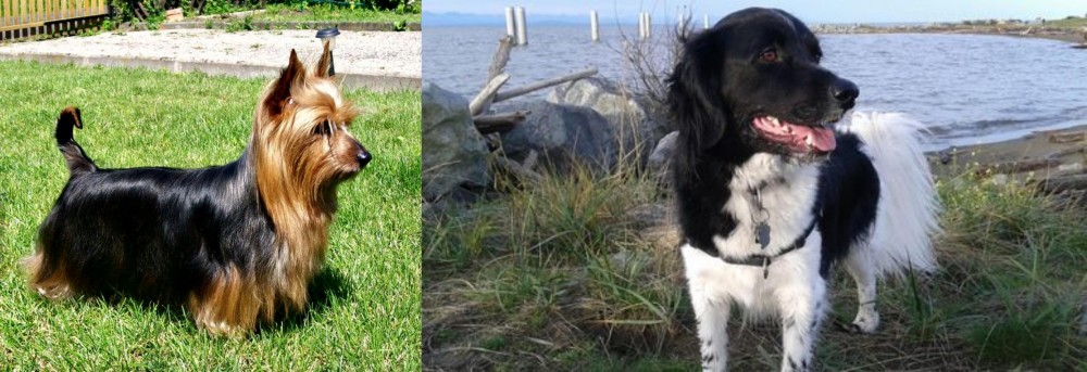 Stabyhoun vs Australian Silky Terrier - Breed Comparison
