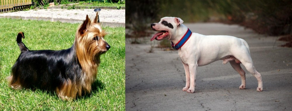 Staffordshire Bull Terrier vs Australian Silky Terrier - Breed Comparison
