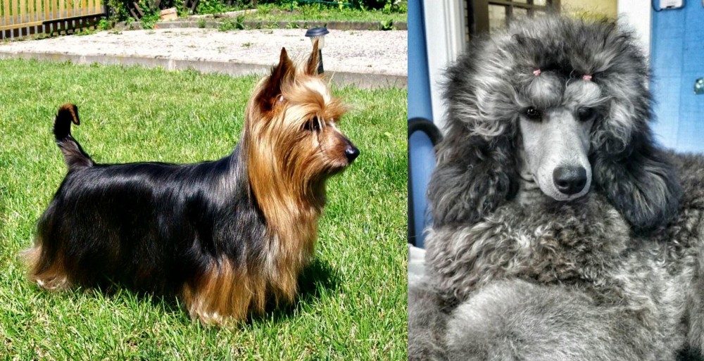 Standard Poodle vs Australian Silky Terrier - Breed Comparison