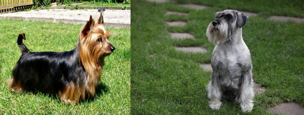 Standard Schnauzer vs Australian Silky Terrier - Breed Comparison