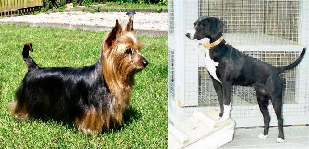 Stephens Stock vs Australian Silky Terrier - Breed Comparison