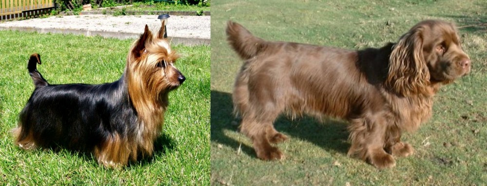 Sussex Spaniel vs Australian Silky Terrier - Breed Comparison