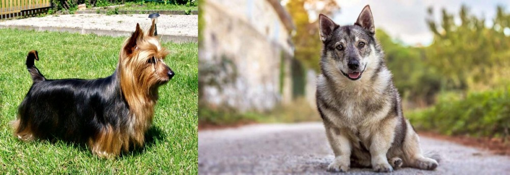 Swedish Vallhund vs Australian Silky Terrier - Breed Comparison