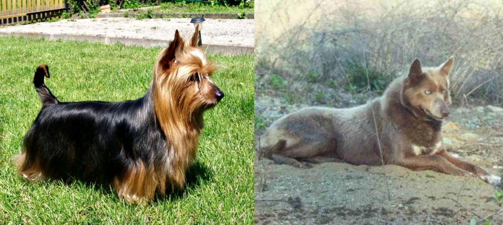 Tahltan Bear Dog vs Australian Silky Terrier - Breed Comparison