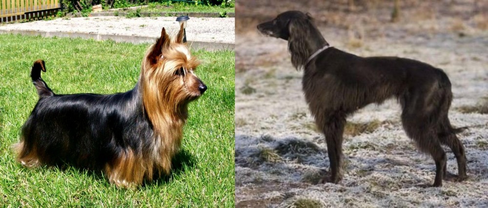 Taigan vs Australian Silky Terrier - Breed Comparison