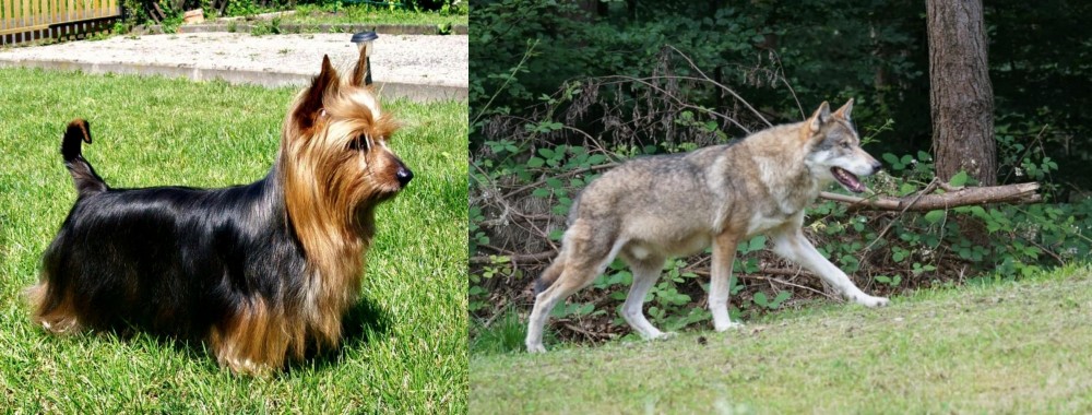 Tamaskan vs Australian Silky Terrier - Breed Comparison