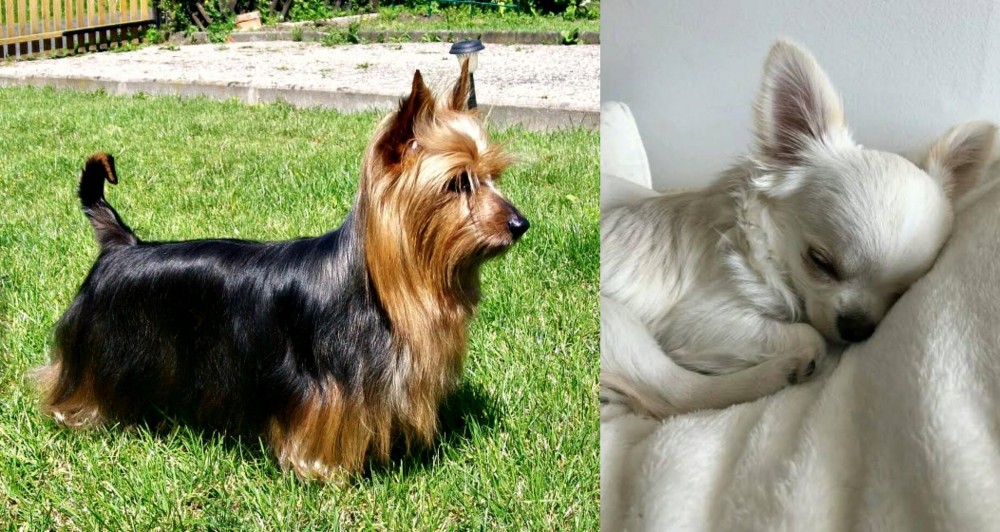 Tea Cup Chihuahua vs Australian Silky Terrier - Breed Comparison