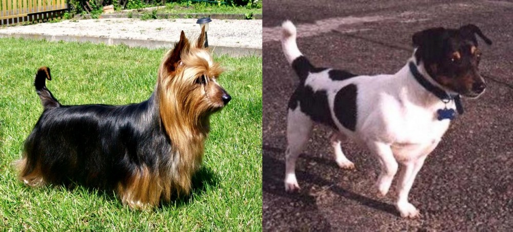Teddy Roosevelt Terrier vs Australian Silky Terrier - Breed Comparison