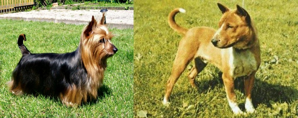 Telomian vs Australian Silky Terrier - Breed Comparison