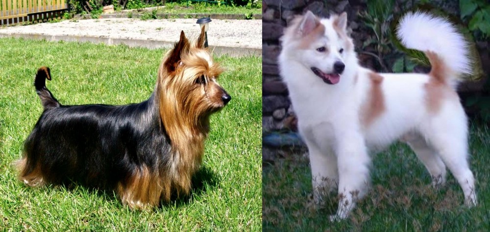 Thai Bangkaew vs Australian Silky Terrier - Breed Comparison