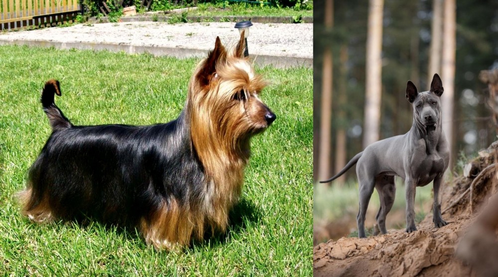Thai Ridgeback vs Australian Silky Terrier - Breed Comparison
