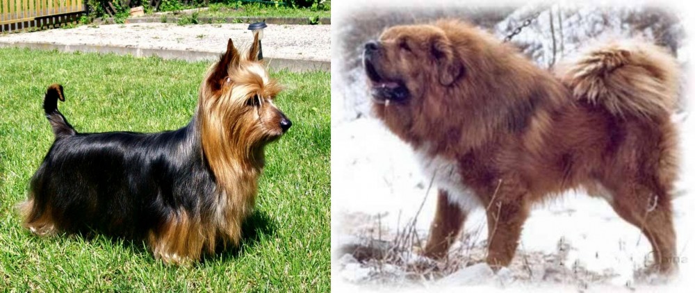 Tibetan Kyi Apso vs Australian Silky Terrier - Breed Comparison