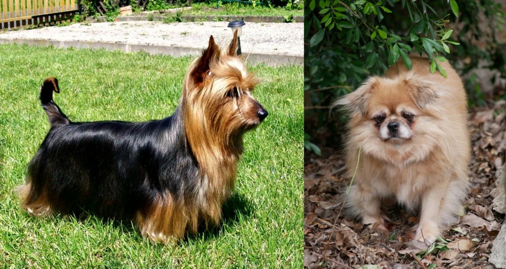 Tibetan Spaniel vs Australian Silky Terrier - Breed Comparison