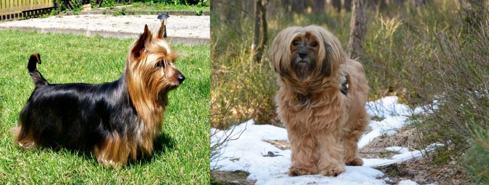 Tibetan Terrier vs Australian Silky Terrier - Breed Comparison