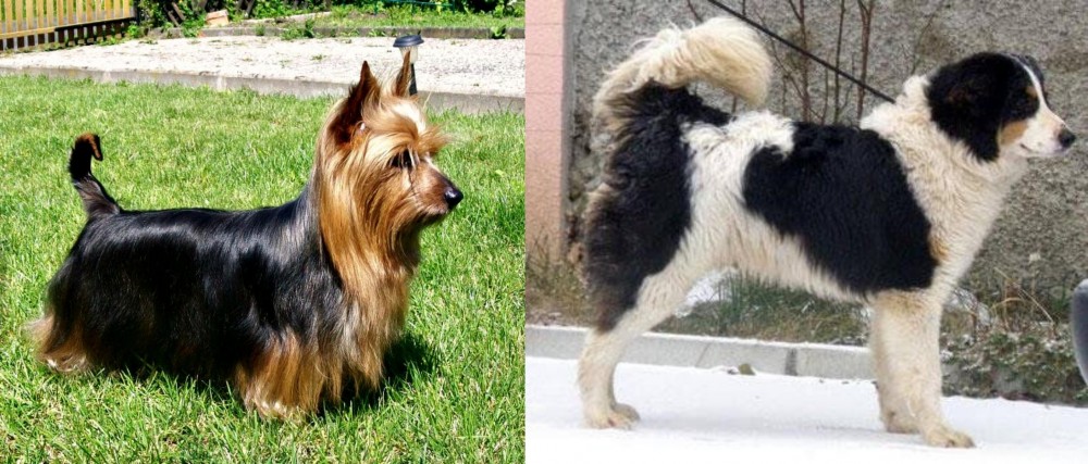 Tornjak vs Australian Silky Terrier - Breed Comparison