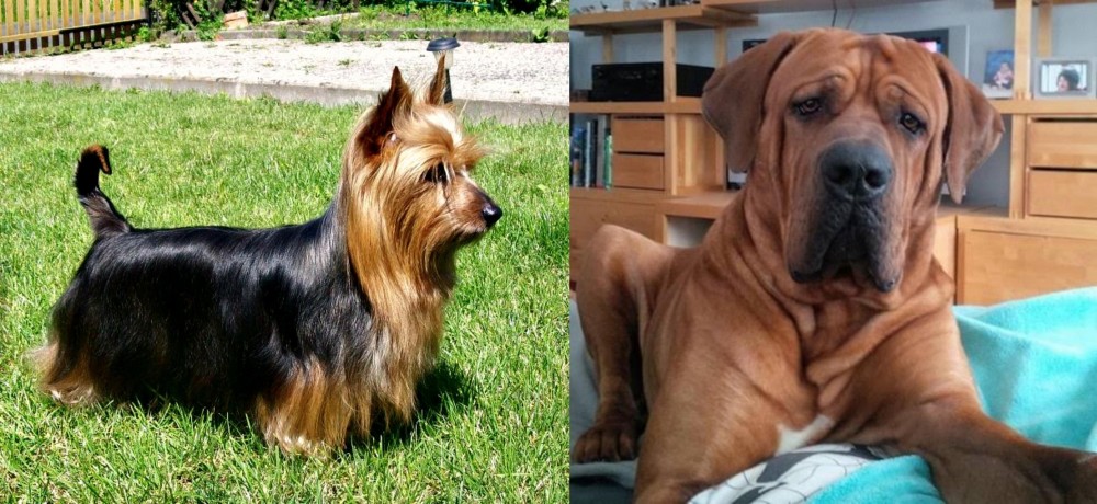 Tosa vs Australian Silky Terrier - Breed Comparison