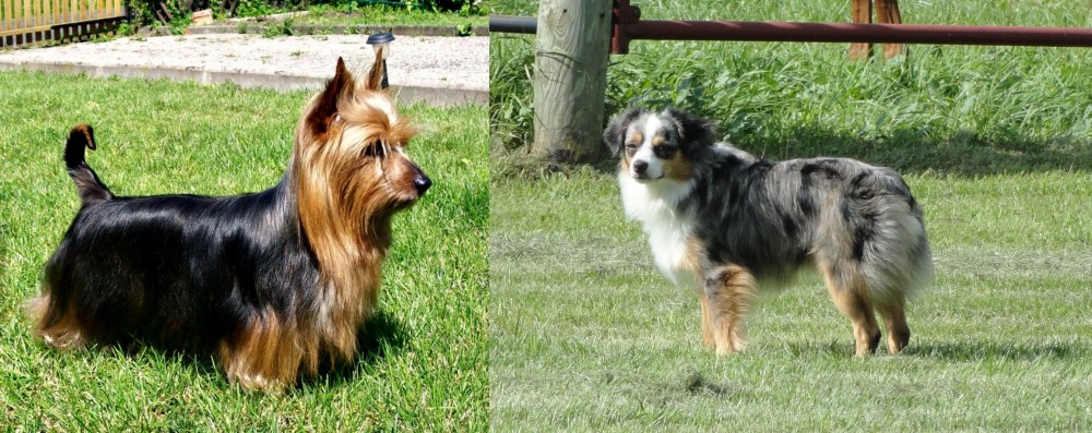 Toy Australian Shepherd vs Australian Silky Terrier - Breed Comparison