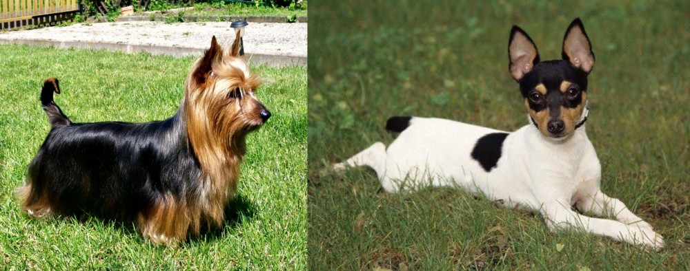 Toy Fox Terrier vs Australian Silky Terrier - Breed Comparison