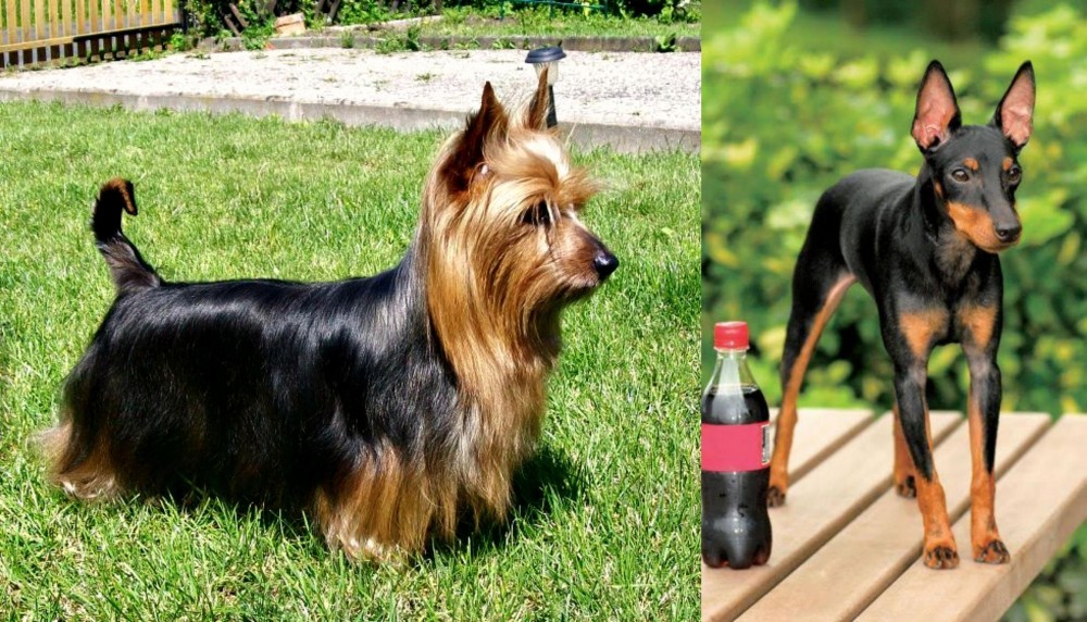 Toy Manchester Terrier vs Australian Silky Terrier - Breed Comparison