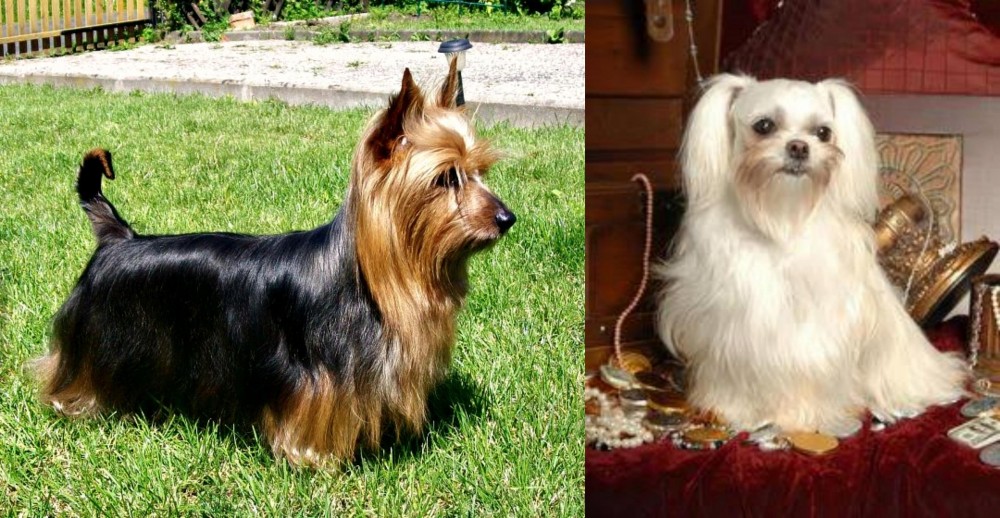 Toy Mi-Ki vs Australian Silky Terrier - Breed Comparison
