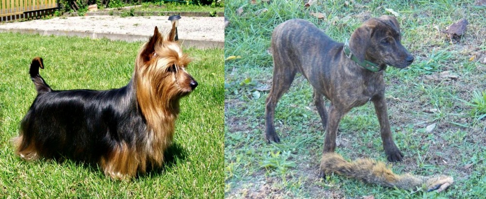 Treeing Cur vs Australian Silky Terrier - Breed Comparison