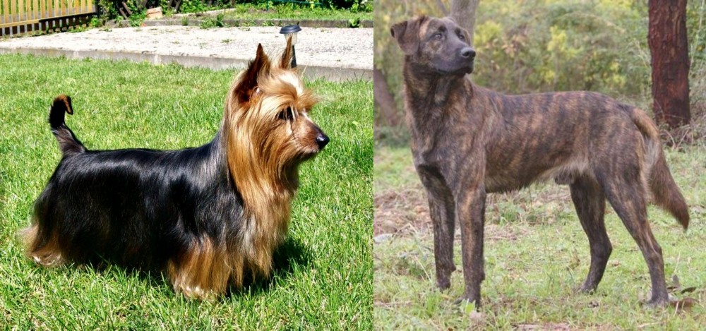Treeing Tennessee Brindle vs Australian Silky Terrier - Breed Comparison