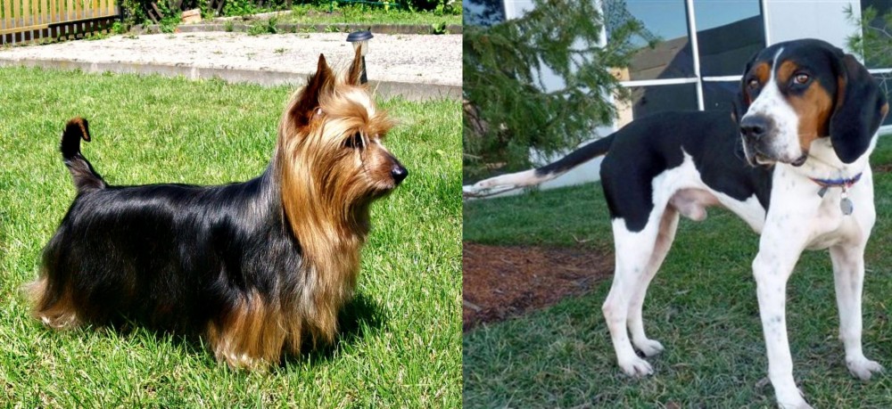 Treeing Walker Coonhound vs Australian Silky Terrier - Breed Comparison