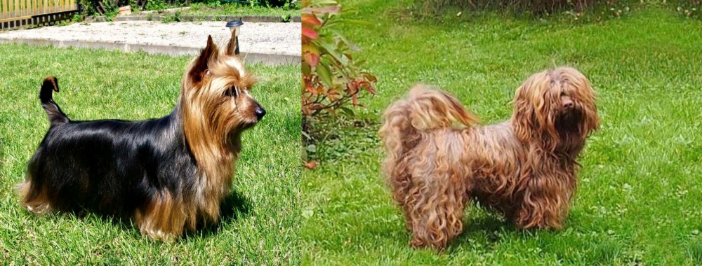 Tsvetnaya Bolonka vs Australian Silky Terrier - Breed Comparison