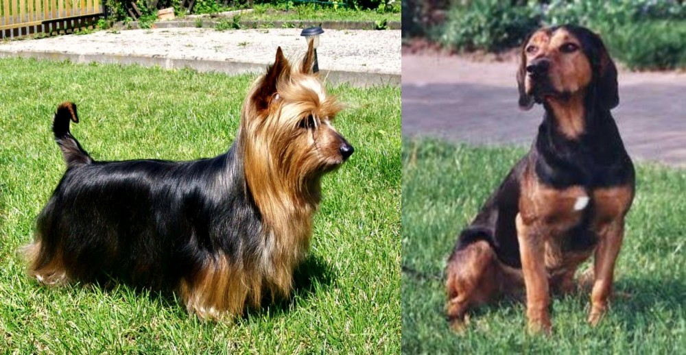 Tyrolean Hound vs Australian Silky Terrier - Breed Comparison