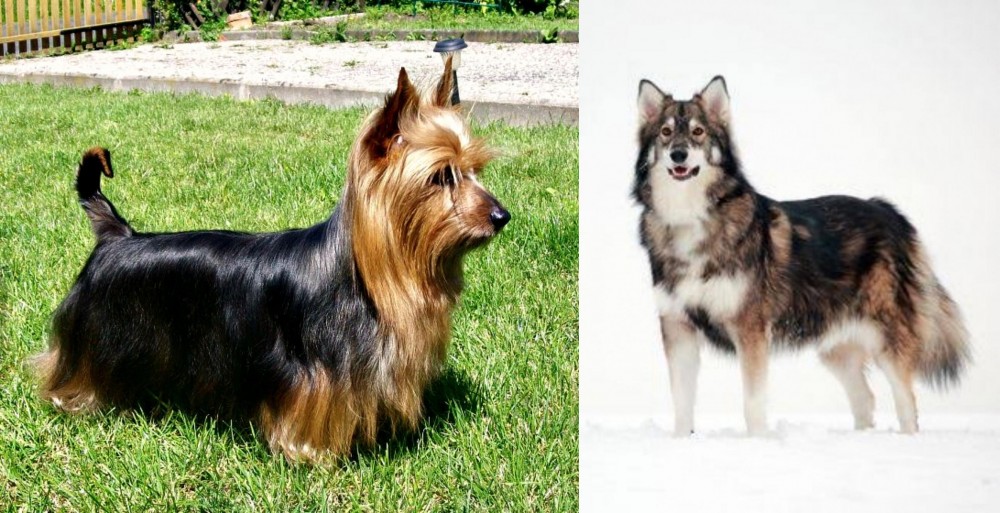 Utonagan vs Australian Silky Terrier - Breed Comparison