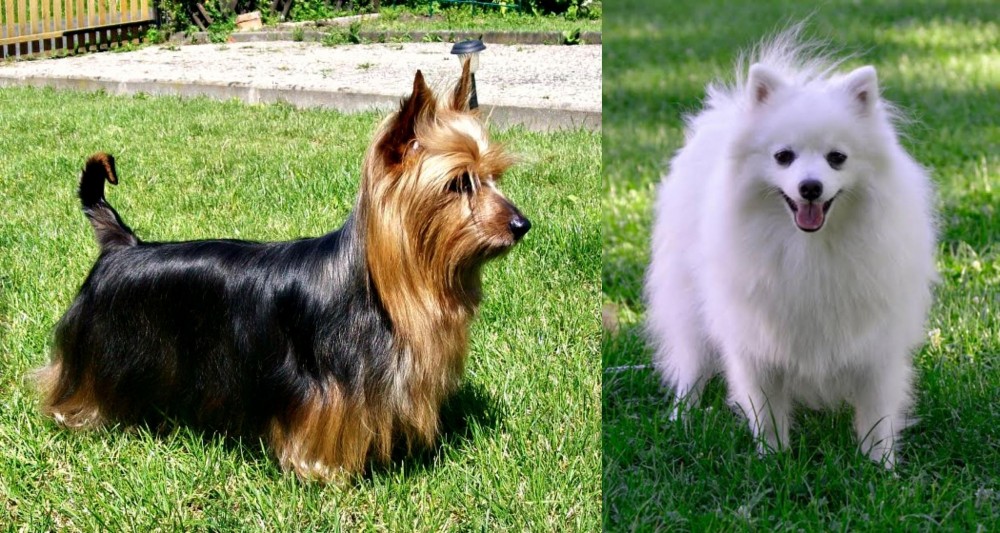 Volpino Italiano vs Australian Silky Terrier - Breed Comparison