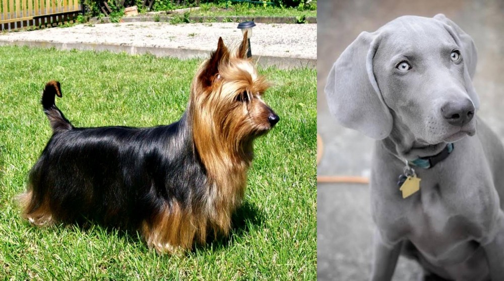 Weimaraner vs Australian Silky Terrier - Breed Comparison