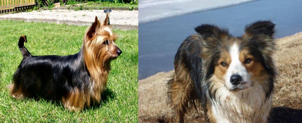 Welsh Sheepdog vs Australian Silky Terrier - Breed Comparison