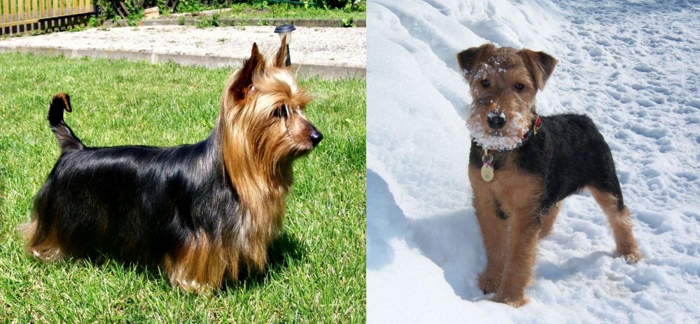 Welsh Terrier vs Australian Silky Terrier - Breed Comparison