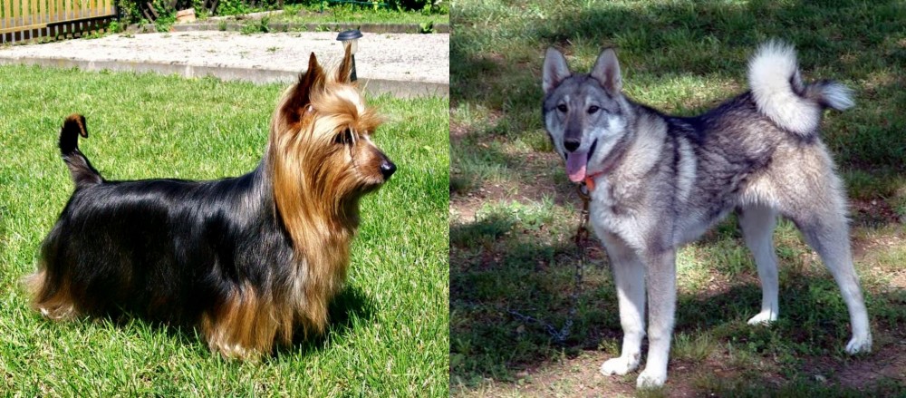 West Siberian Laika vs Australian Silky Terrier - Breed Comparison