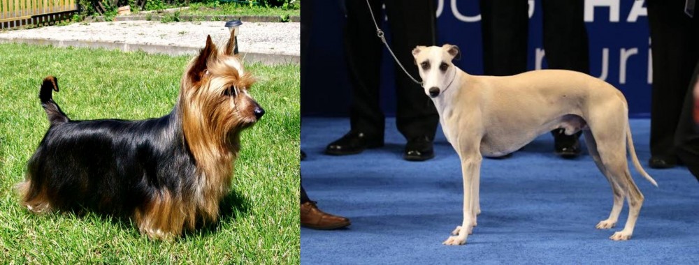 Whippet vs Australian Silky Terrier - Breed Comparison