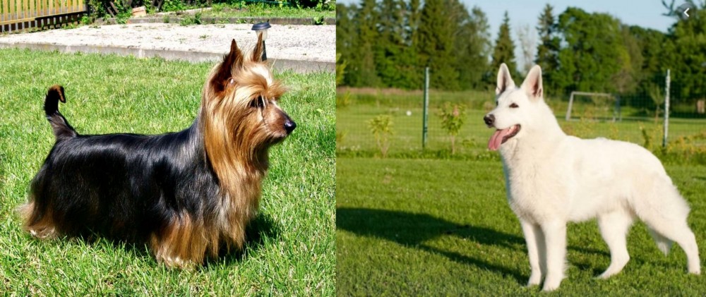 White Shepherd vs Australian Silky Terrier - Breed Comparison