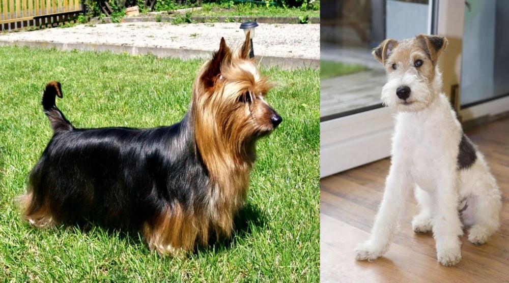 Wire Fox Terrier vs Australian Silky Terrier - Breed Comparison