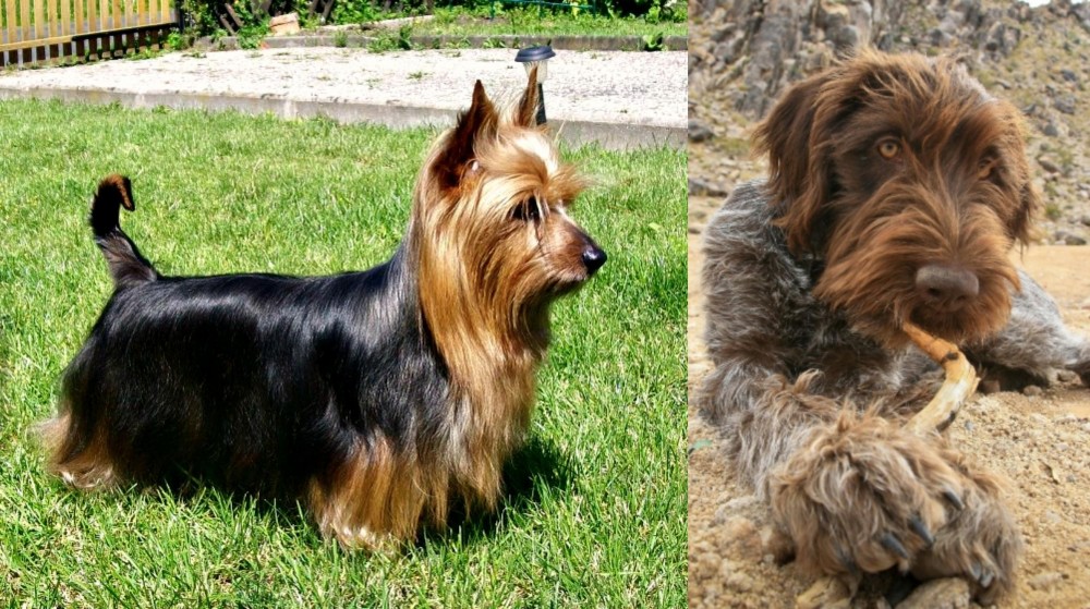 Wirehaired Pointing Griffon vs Australian Silky Terrier - Breed Comparison