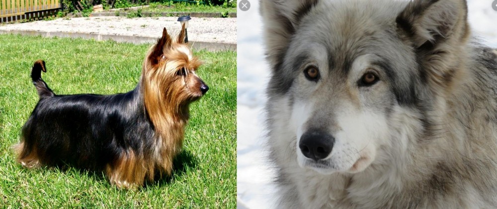 Wolfdog vs Australian Silky Terrier - Breed Comparison