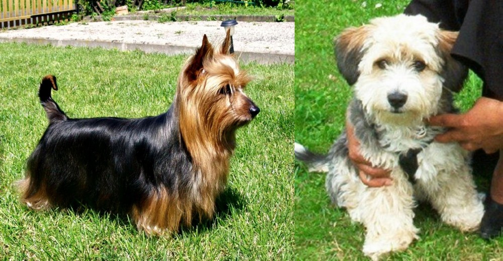 Yo-Chon vs Australian Silky Terrier - Breed Comparison