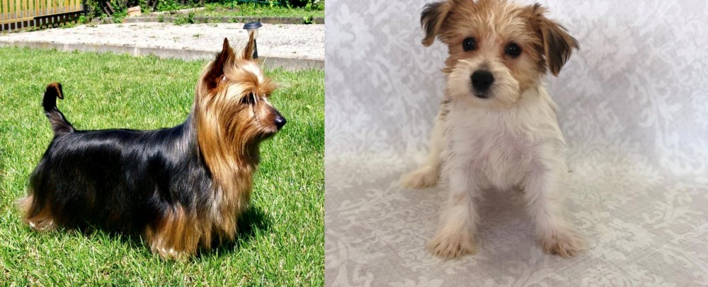 Yochon vs Australian Silky Terrier - Breed Comparison